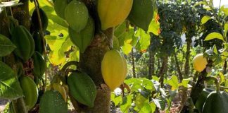 “Papayas de La Serena”, productores del fruto icónico de la capital regional y sector público discuten métodos para ponerla en valor