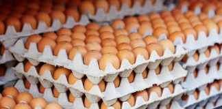 Producción de huevos de consumo presentó un crecimiento interanual de 6,7% en diciembre de 2023