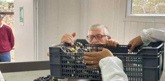 Alimentada con energía fotovoltaica, así es la almazara que agricultores de Quilimarí usarán para elaborar aceite de oliva