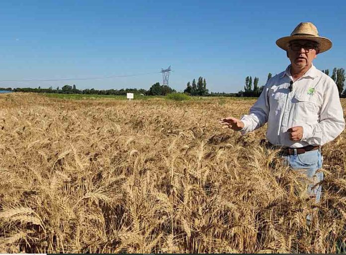 cereales agricultura nacional