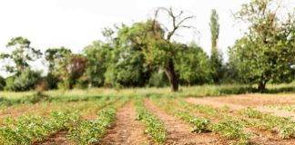 e incrementa valor del suelo agrícola en la zona centro sur debido al impulso de la rentabilidad de cerezos y avellanos 