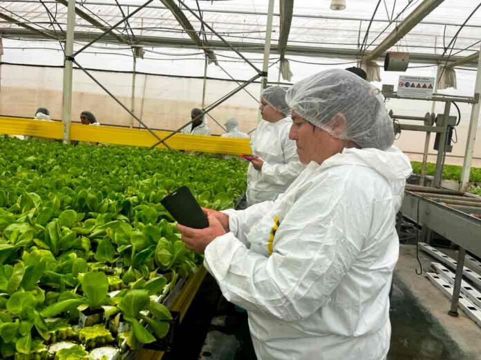 Agricultores de zonas rezagadas de la Región de Coquimbo visitan La Serena para conocer producción de lechugas hidropónicas a mediana y gran escala