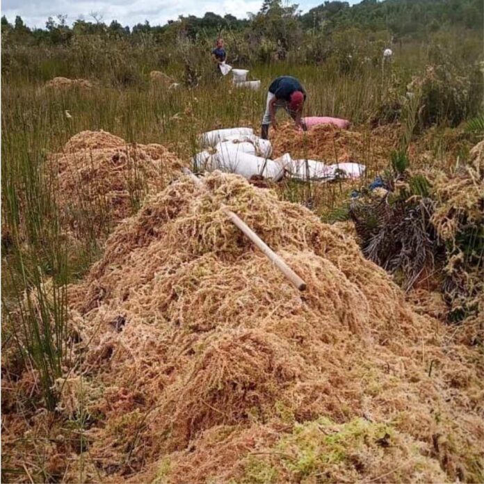 Agrupaciones ambientales de Chiloé rechazan la Ley de Turberas