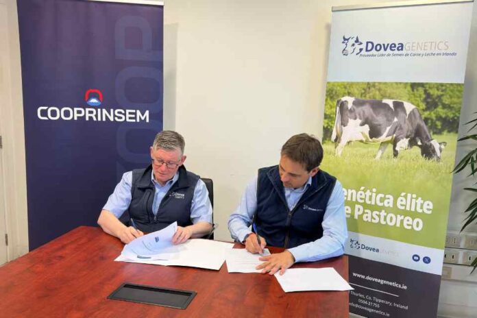 Cooprinsem y Dovea Genetics unen fuerzas para la exportación de genética bovina de excelencia