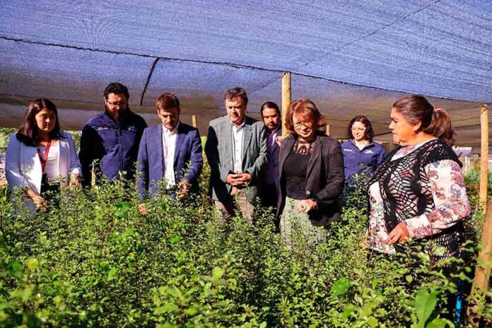 Gobierno visita innovador proyecto de pequeña agricultora y entrega bonificaciones por más de $591 millones a mujeres de La Araucanía