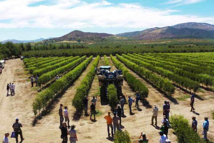 Innovación en la Fruticultura: Primera Cosecha Mecanizada de Ciruelos D’Agen en Seto en Pencahue