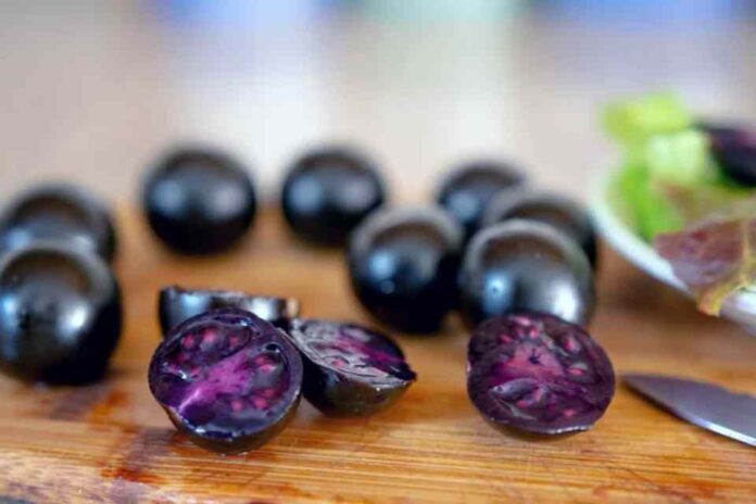 Lanzan al mercado tomate morado biotecnológico con alto nivel de antioxidantes y antocianinas