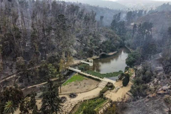 Opinión Renaciendo de las cenizas: perspectivas ambientales tras los incendios en Valparaíso