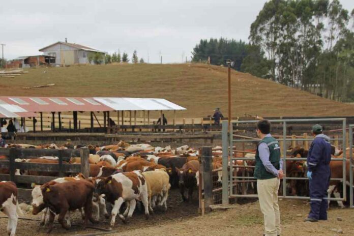 SAG en alerta por detección en Estados Unidos de vacas lecheras positivas a influenza aviar