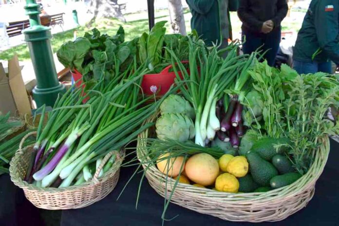 SAG promueve el consumo de productos orgánicos entre estudiantes