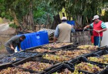 Seremi de Agricultura y SAG refuerzan medidas para transparentar comercio de uva vitivinícola en el Valle del Itata
