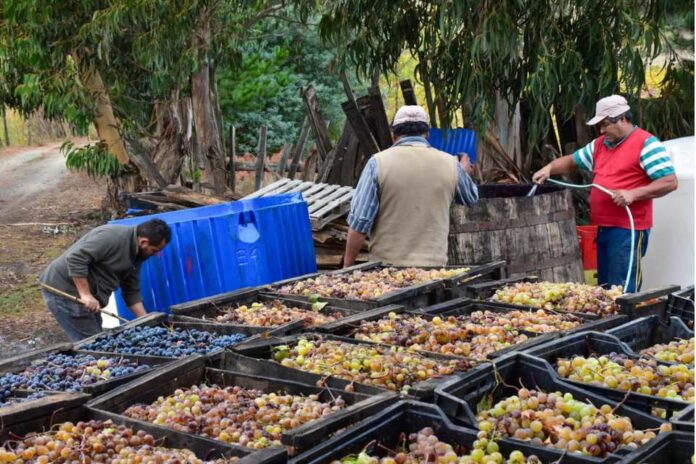 Seremi de Agricultura y SAG refuerzan medidas para transparentar comercio de uva vitivinícola en el Valle del Itata