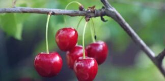 La temporada de cerezas en Chile se extiende de finales de noviembre a febrero, en armonía con festivales alrededor del mundo, especialmente las celebraciones del Año Nuevo Chino en el primer trimestre del año. Las cerezas simbolizan la buena suerte en la tradición china y se produce un aumento de la demanda durante esta época festiva cada año, cautivando a las personas de la región con su dulzura y color vibrante.