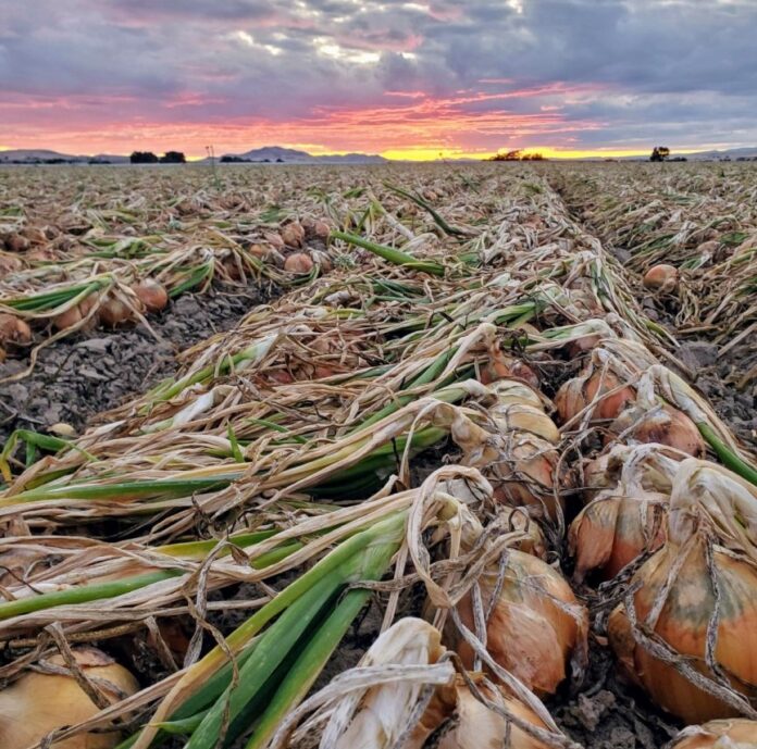 Conozca tu negocio: se trata de uniformidad y calidad, dicen los productores de cebollas. 