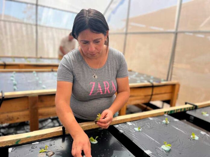 Agricultores de Limarí y Choapa ahorran agua con sistema de cultivo hidropónico