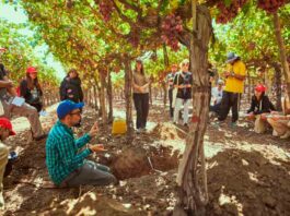 Bayer ForwardFarming: 70 estudiantes de Agronomía de la Universidad de Chile participan en recorrido por campo sustentable Bayer ForwardFarming: 70 estudiantes de Agronomía de la Universidad de Chile participan en recorrido por campo sustentable