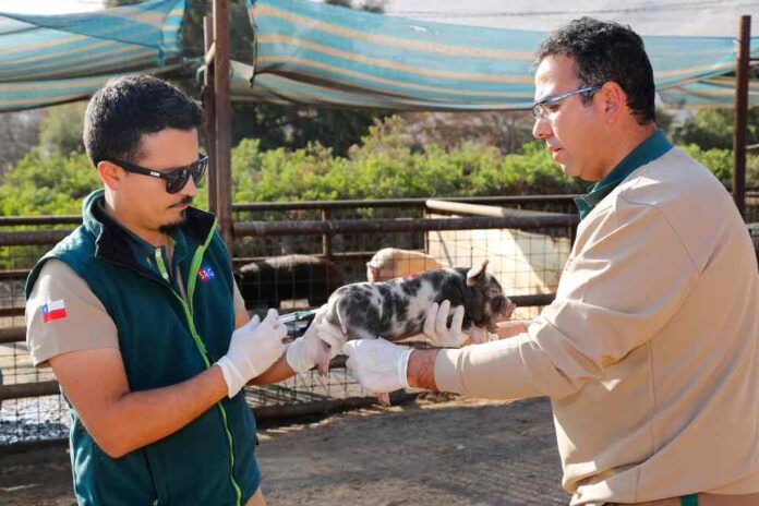 Chile logra la erradicación del síndrome reproductivo y respiratorio porcino