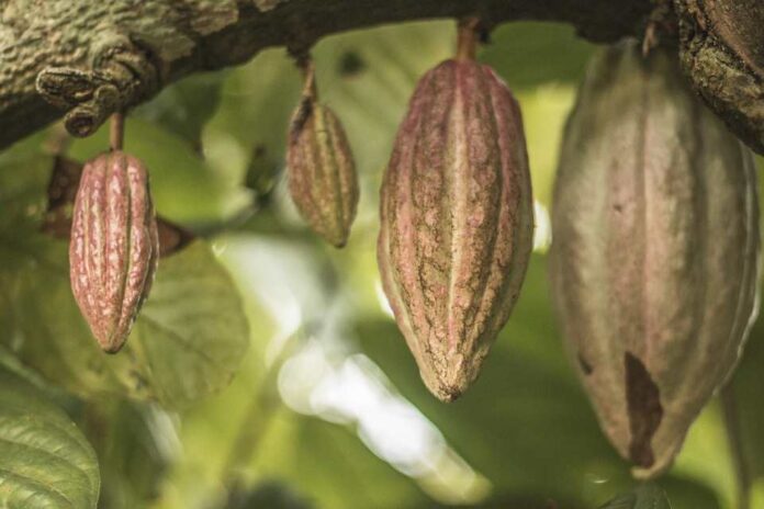 Día Mundial del Reciclaje: sustentabilidad en el proceso del Chocolate Varsovienne