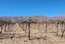 Zonas productivas sin agua en Coquimbo: dirigentes y regantes acuerdan presionar por medidas concretas para sobrevivir la sequía