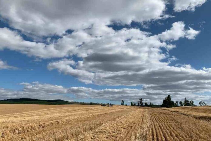 Instituto de Ciencias Agrícolas de Nestlé firma alianza con INIA para investigar aplicación de prácticas regenerativas en el cultivo de cereales