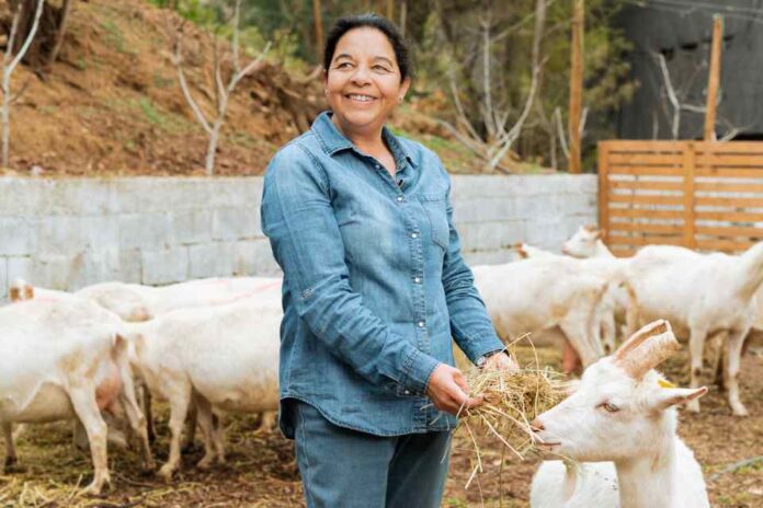 Productoras del Limarí impulsan la “Ruta del Queso de Cabra” para estimular el turismo y las ventas locales