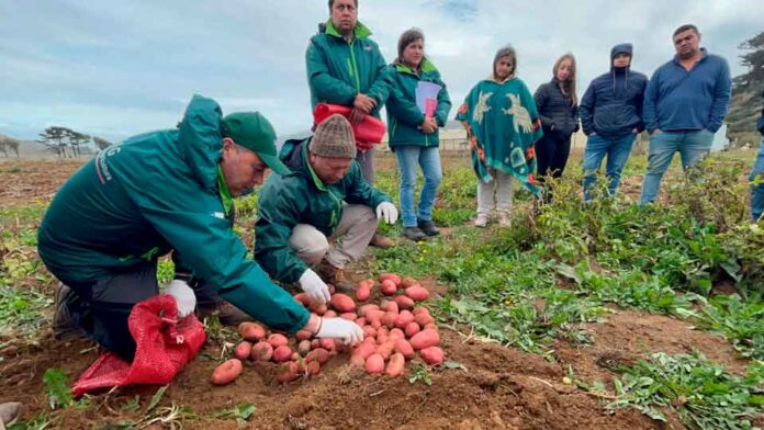 Productores/as cosechan ensayos  de nuevas  variedades de papa en la provincia de Arauco