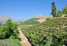 Pymes agrícolas de Aconcagua Quillota optimizan gestión de riego con tecnologías de eficiencia hídrica