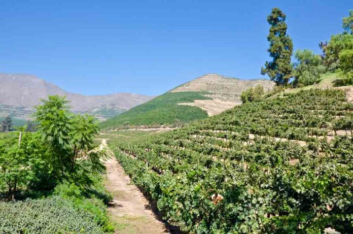 Pymes agrícolas de Aconcagua Quillota optimizan gestión de riego con tecnologías de eficiencia hídrica