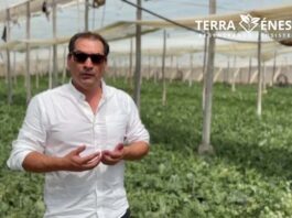 Agricultura Regenerativa en campos de sandías en Almería España. Cristian Sotomayor y Carlos Meza de Terragénesis, lideran proyectos en Chile.