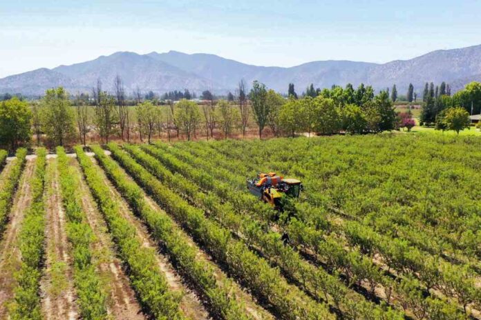 Agromillora Sur ingresa a Chile Almonds para potenciar la industria de la almendra en Chile