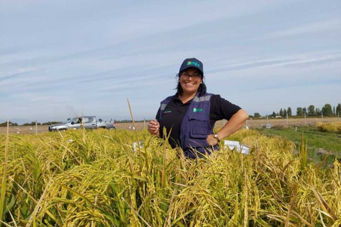 Con biotecnología desarrollan arroz biofortificado que combate la deficiencia de vitamina B1