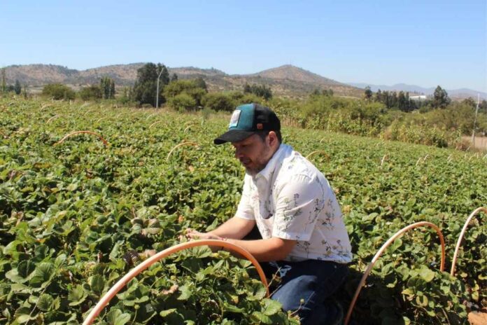 Contribuirá a preservar vida útil de berries Desarrollarán tecnología basada en cepas de levadura 