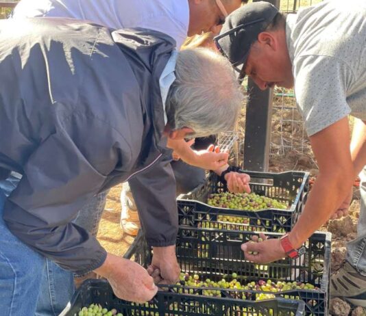 Desde el Valle del Quilimarí, buscan producir aceite de oliva con baja huella de carbono