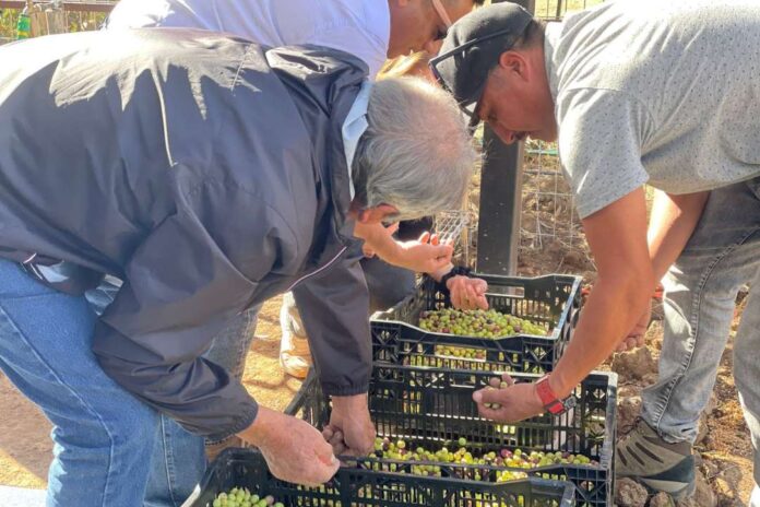 Desde el Valle del Quilimarí, buscan producir aceite de oliva con baja huella de carbono