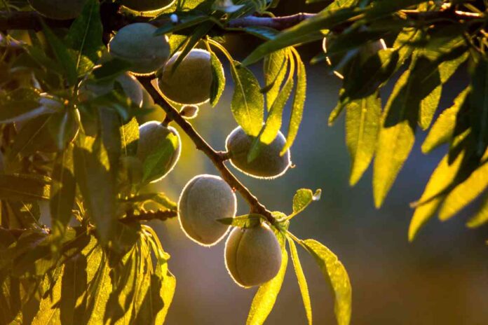 INFORME COSTES DE PRODUCCION ALMENDRA