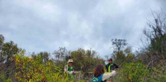 Más de 100 millones de pesos fueron asignados al organismo forestal para abordar el estudio de iniciativas con impacto ambiental.