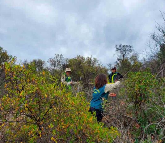 Más de 100 millones de pesos fueron asignados al organismo forestal para abordar el estudio de iniciativas con impacto ambiental.