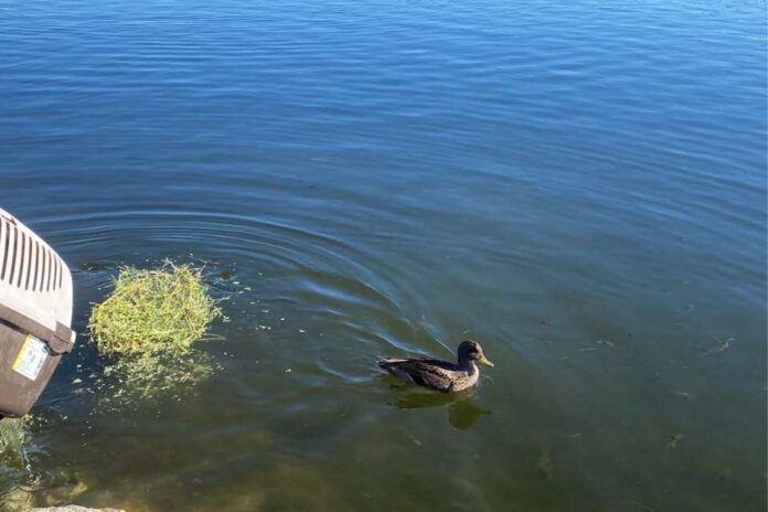 Procedimiento de rehabilitación llevó a pato jergón y tiuque de regreso a su hábitat natural