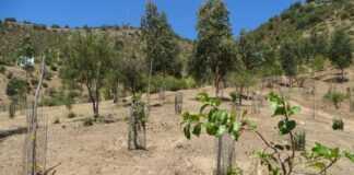 Programa Siembra Por Chile 2024 potenciará desarrollo agroforestal