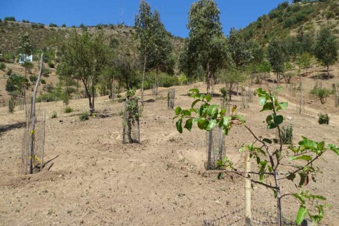 Programa Siembra Por Chile 2024 potenciará desarrollo agroforestal