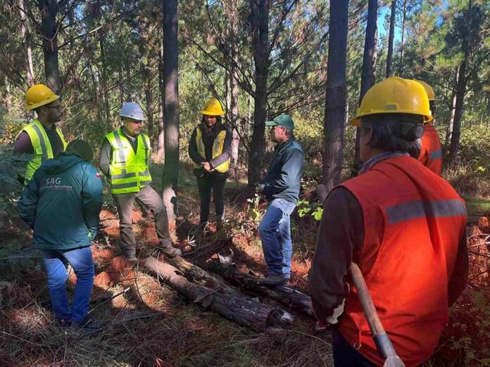 SAG Biobío y sector privado realizan vigilancia fitosanitaria para detectar en forma oportuna plaga forestal, gorgojo de la corteza del pino