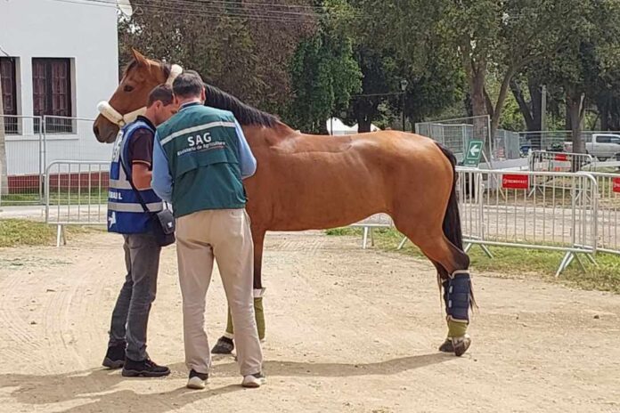 SAG confirma brote de anemia infecciosa equina en el Club Hípico