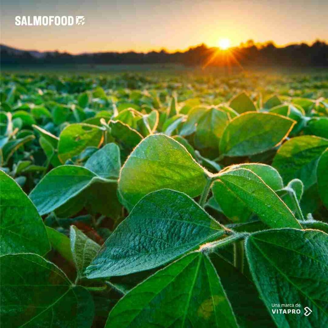 Salmofood obtuvo certificación internacional rtrs de cadena de custodia para soya y sus subproductos 