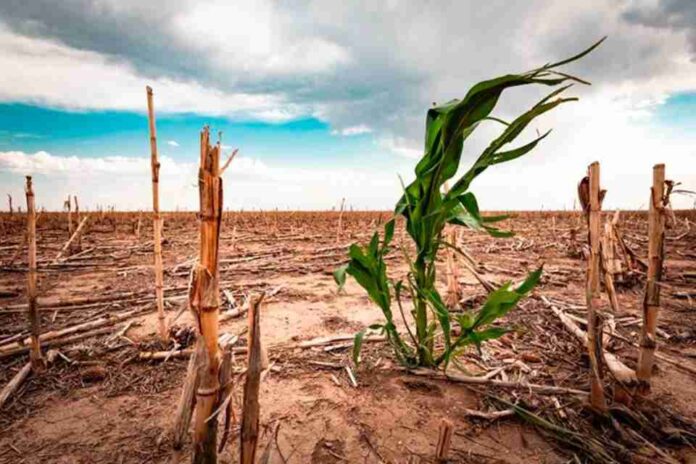 ¿Cómo enfrentar en Chile las consecuencias de la crisis alimentaria ante la amenaza del cambio climático?