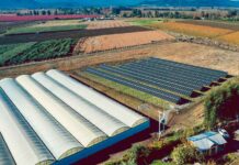 Agromillora Sur instala planta fotovoltaica que cubrirá el 40% de energía eléctrica en sus operaciones Agromillora Sur