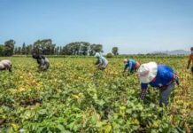 De algodón y maíz: Gobierno peruano busca permitir cultivos transgénicos para fortalecer la producción agrícola y reducir las importaciones De algodón y maíz Gobierno peruano busca permitir cultivos transgénicos para fortalecer la producción agrícola y reducir las importaciones