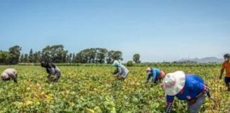De algodón y maíz Gobierno peruano busca permitir cultivos transgénicos para fortalecer la producción agrícola y reducir las importaciones