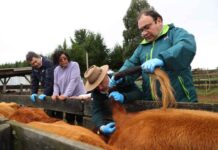 Ministerio de Agricultura anuncia iniciativa para erradicar la brucelosis bovina durante este gobierno