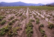 Ministro Valenzuela monitorea el grado de afectación agrícola en la RM: “Es más acotada que el año pasado, pero en algunos lugares golpeó y duro”