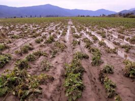 Ministro Valenzuela monitorea el grado de afectación agrícola en la RM: “Es más acotada que el año pasado, pero en algunos lugares golpeó y duro”